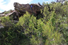 Searsia ciliata
