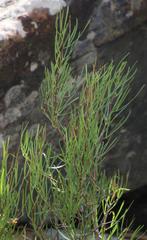 Searsia ciliata