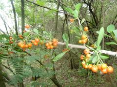 Ehretia rigida nervifolia