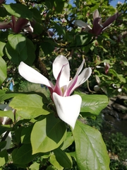 Magnoliales