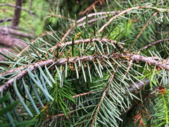 Arceuthobium douglasii