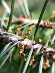 Arceuthobium douglasii