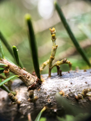 Arceuthobium douglasii