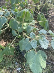 Proboscidea louisianica