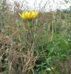 Picris strigosa