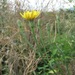 Picris strigosa - Photo (c) Gennadiy Okatov, some rights reserved (CC BY-NC), uploaded by Gennadiy Okatov