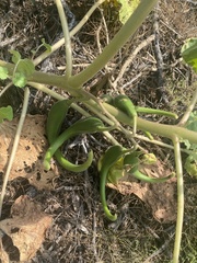 Proboscidea louisianica