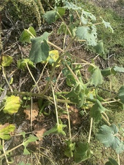 Proboscidea louisianica