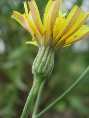 Picris strigosa