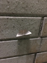 Plesiomorpha flaviceps