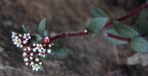 Crassula cooperi