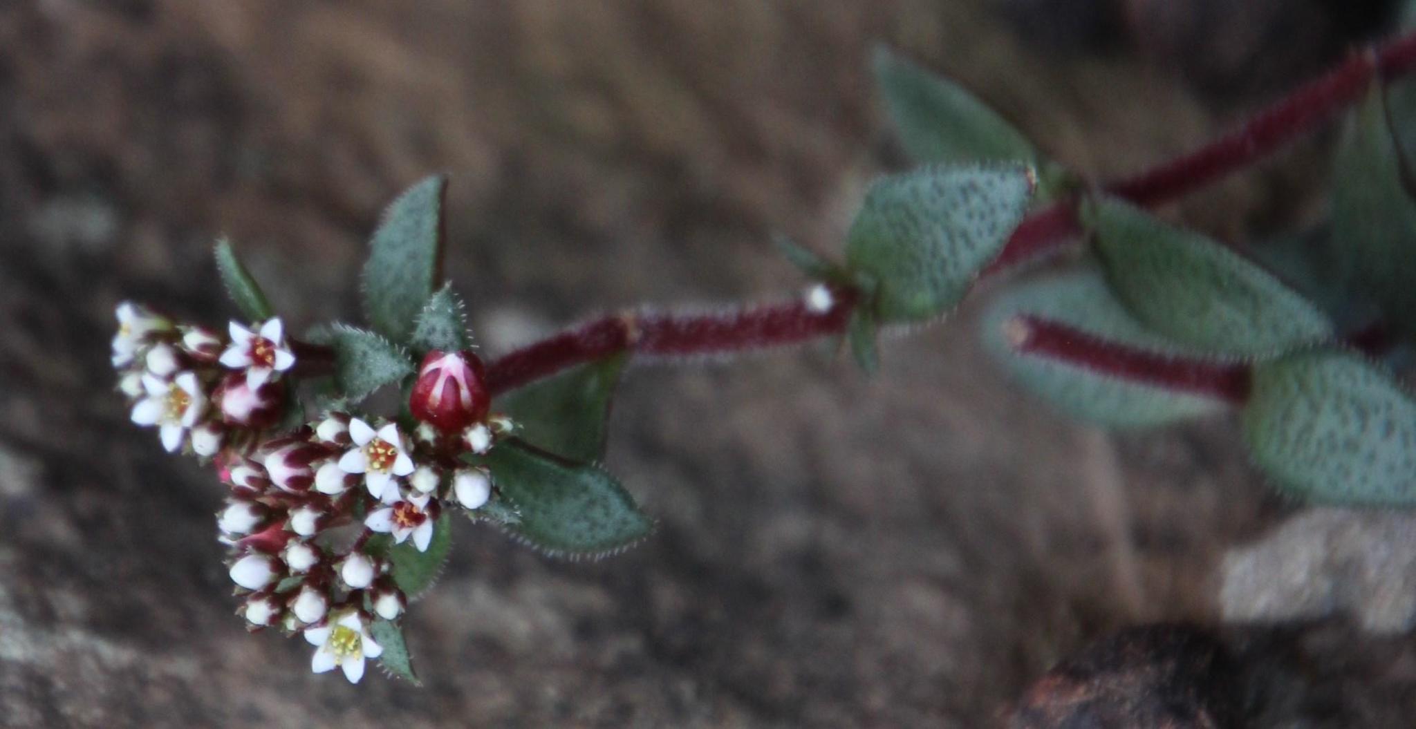 Crassula cooperi