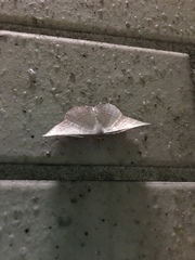 Plesiomorpha flaviceps