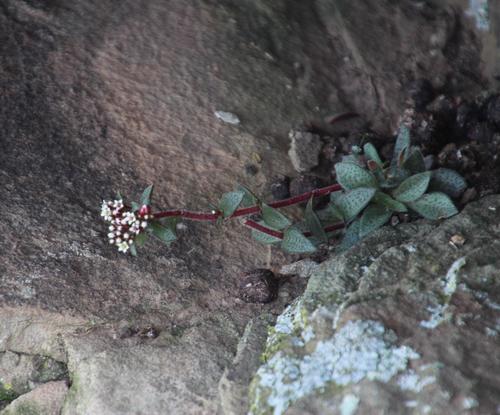 Crassula cooperi