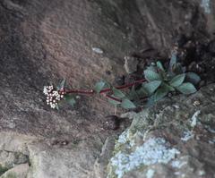 Crassula exilis cooperi