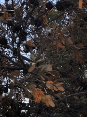 Eucalyptus conferruminata