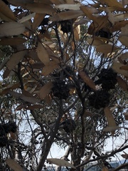 Eucalyptus conferruminata