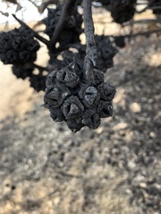 Eucalyptus conferruminata