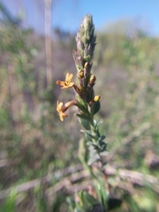 Mulguraea ligustrina