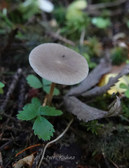 Strobilurus esculentus