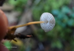 Strobilurus esculentus