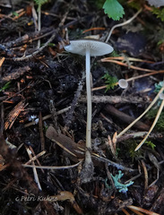 Strobilurus esculentus