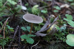 Strobilurus esculentus