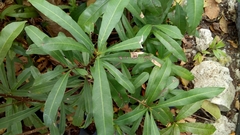 Sideroxylon salicifolium