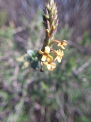 Mulguraea ligustrina