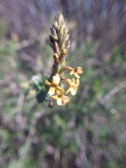 Mulguraea ligustrina