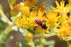 Dieunomia nevadensis