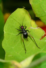 Trigonidium erythrocephalum