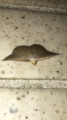 Plesiomorpha flaviceps