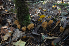 Phaeoclavulina eumorpha