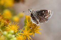 Hesperopsis libya
