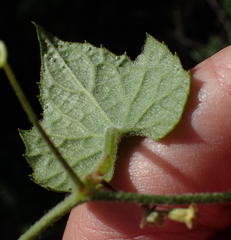 Zehneria scabra