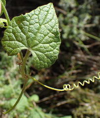 Zehneria scabra