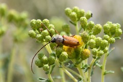 Crossidius suturalis