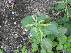Urtica membranacea