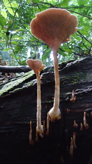 Stiptophyllum erubescens