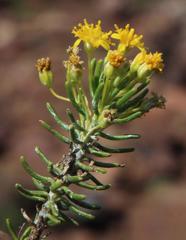 Euryops nodosus