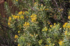 Euryops nodosus