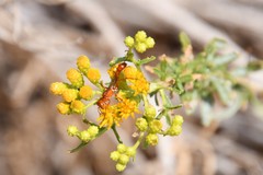 Ammophila wrightii