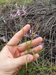 Cleome maculata