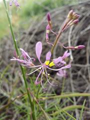 Cleome maculata