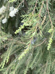 Melaleuca bracteata