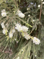 Melaleuca bracteata