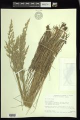 Poa arida