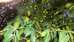 Magnoliopsida