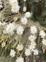 Melaleuca bracteata
